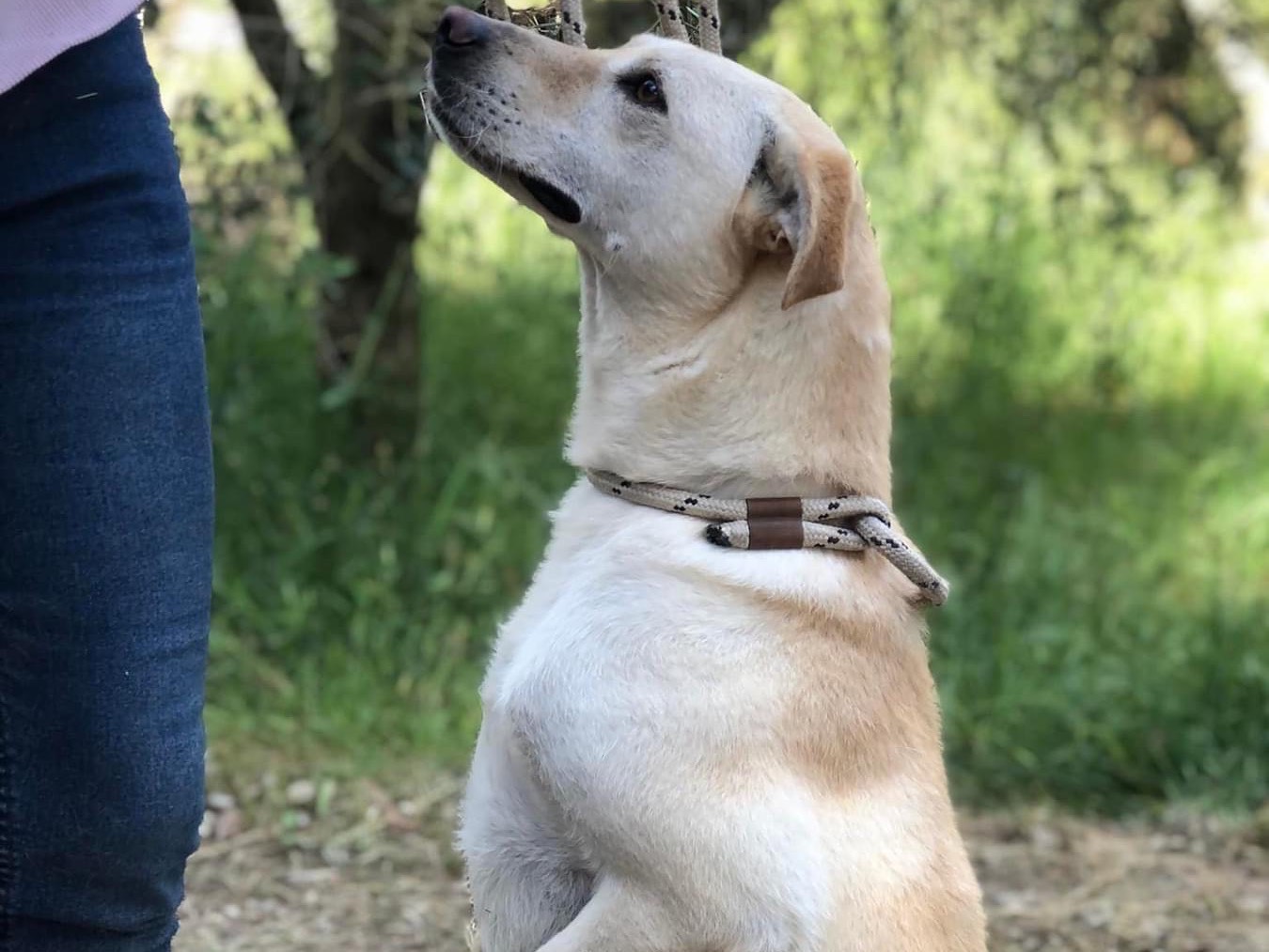 Adotta un cane, taglia media, femmina, Latina