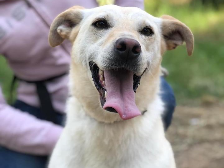 Adotta il cane Bella a Latina