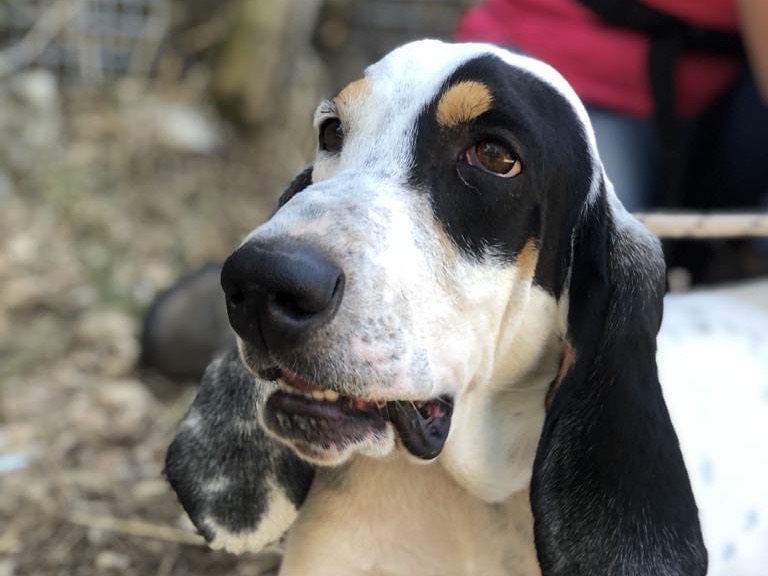 Foto dell'animale