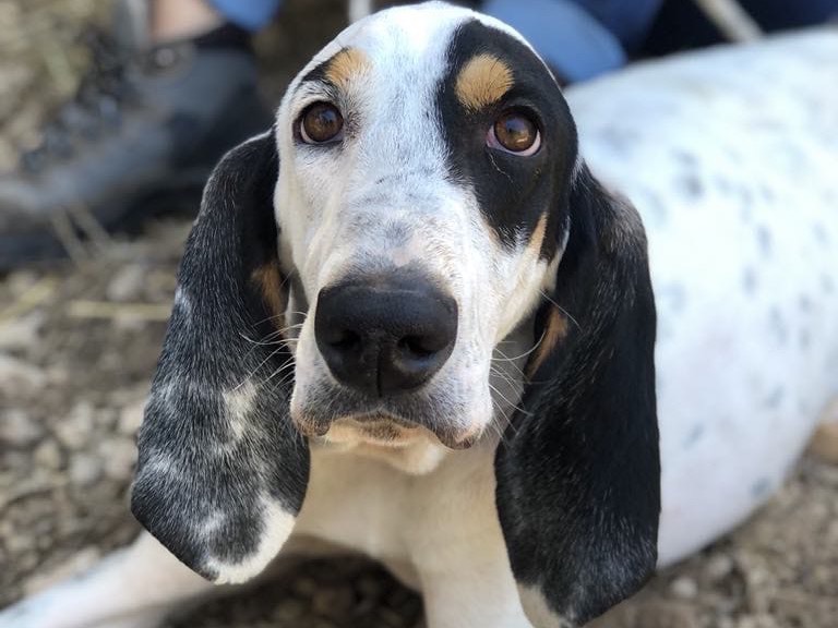Adotta un cane, maschio, 3 anni  e 9 mesi , Latina