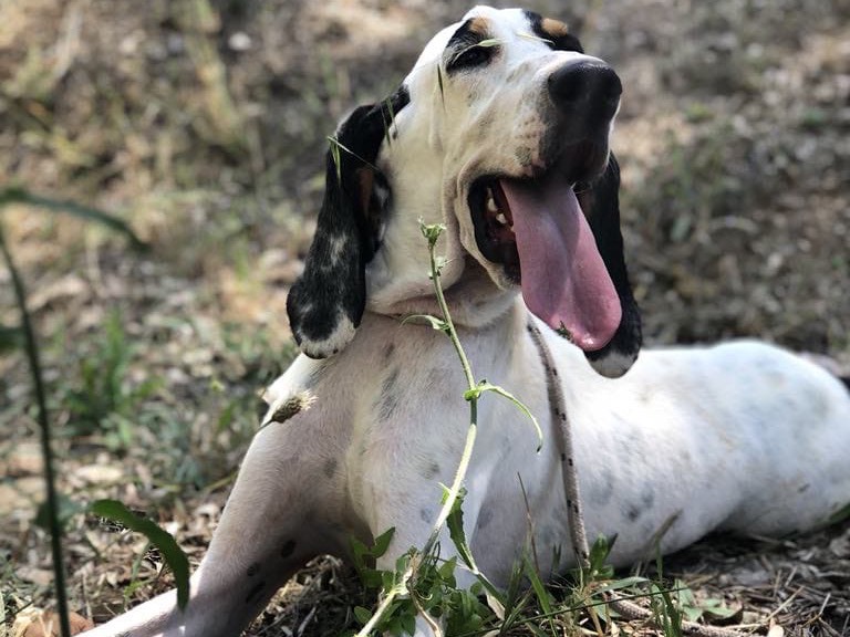 Adotta un cane, taglia media, maschio, Latina