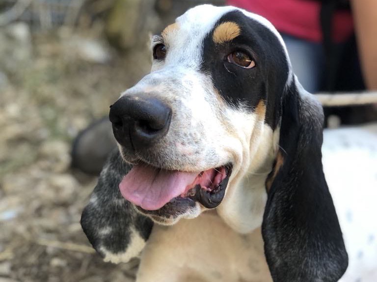 Vuoi adottare un cane a Latina?