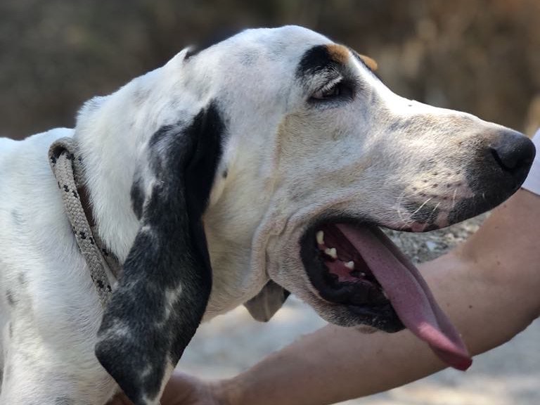 Adotta il cane Vittorio a Latina