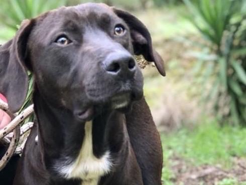 Adotta un cane, maschio, 1 anno e 7 mesi , Latina