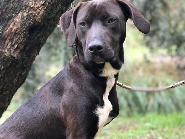 Adotta un cane, taglia media, maschio, Latina