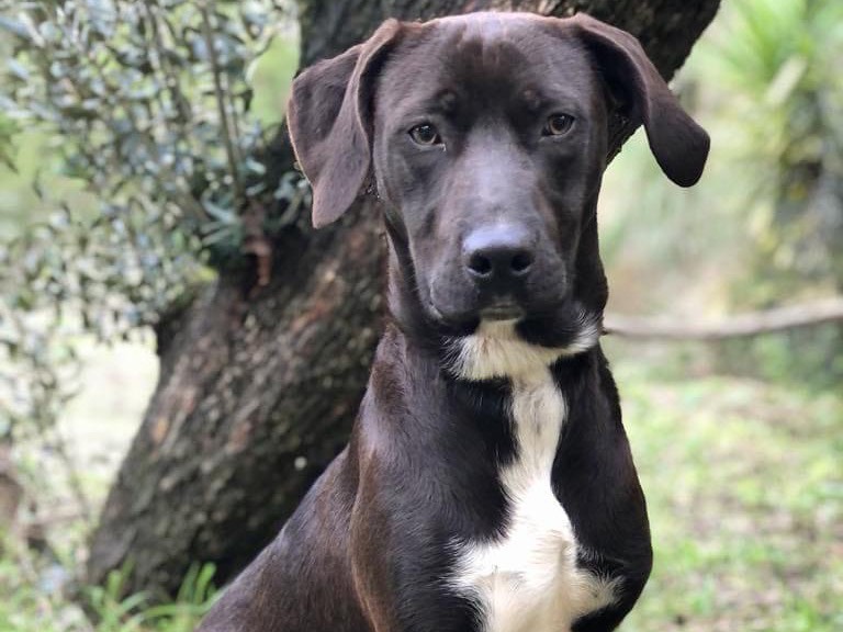 Vuoi adottare un cane a Latina?