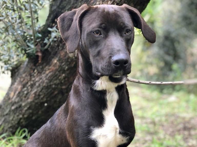 Adotta il cane Cacao a Latina
