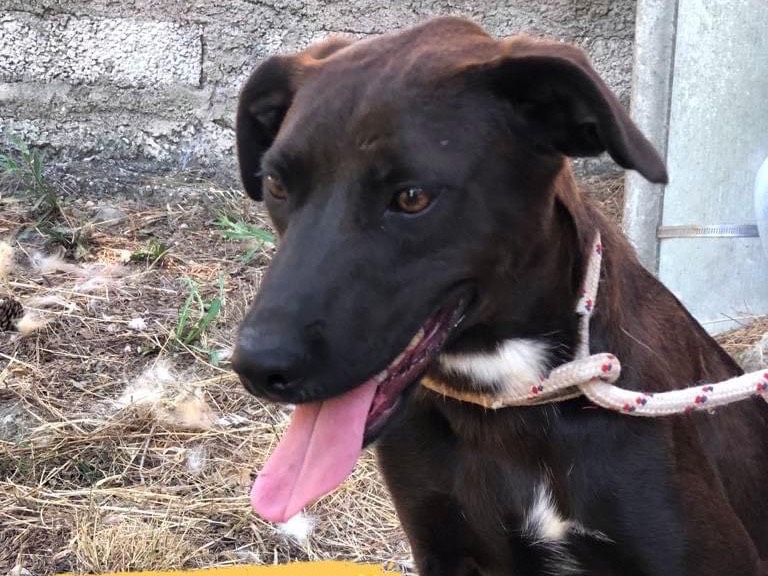 Adozione cane, femmina, meticcio, 1 anno e 7 mesi , taglia media, Latina