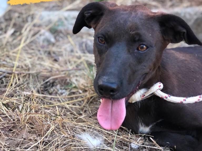 Adotta un cane, femmina, 1 anno e 7 mesi , Latina