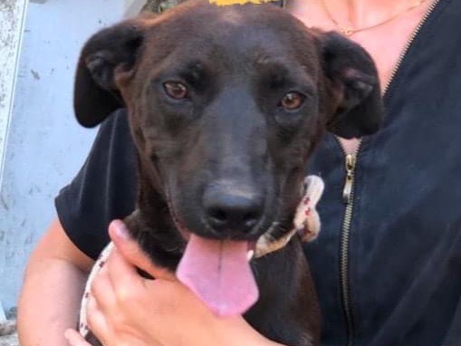 Adotta un cane, taglia media, femmina, Latina