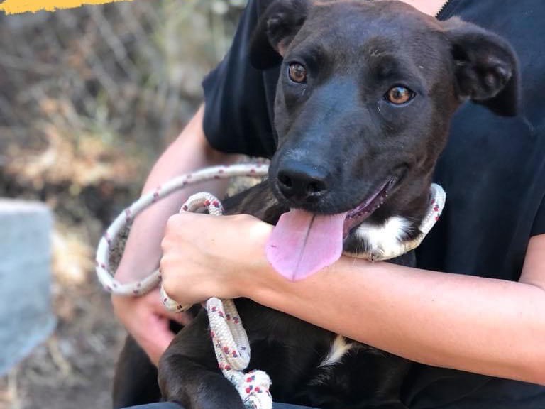 Vuoi adottare un cane a Latina?