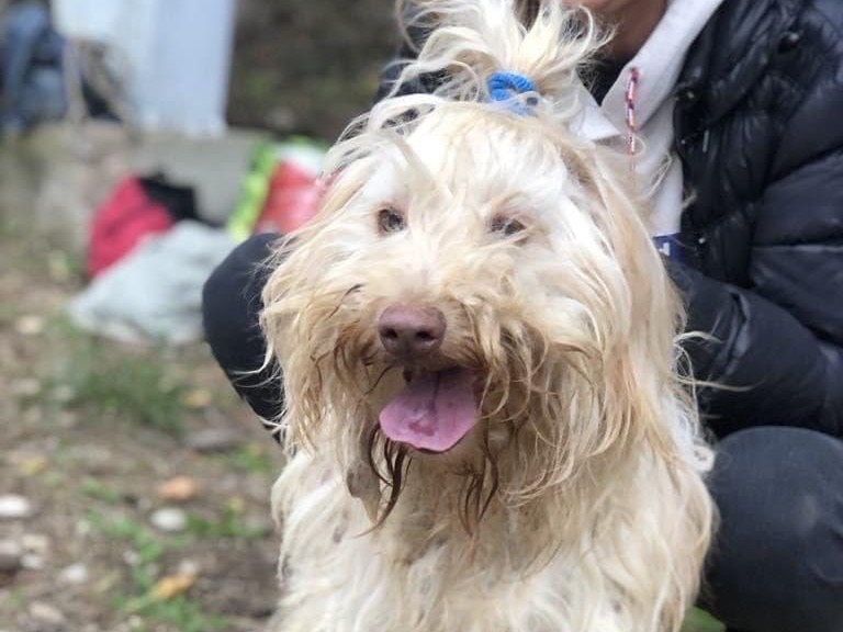 Adotta un cane, maschio, 3 anni , Latina
