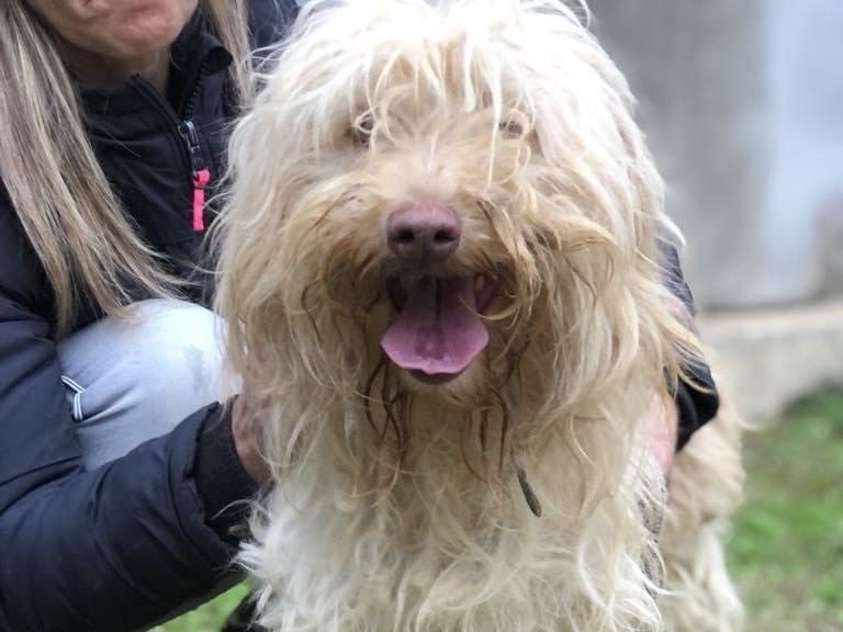 Adotta il cane Vasco a Latina