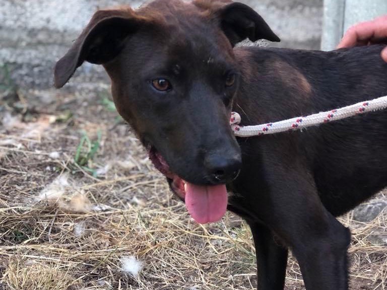 Foto dell'animale