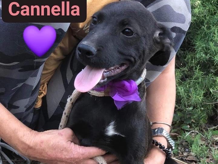 Adotta un cane, femmina, 1 anno e 10 mesi, Latina