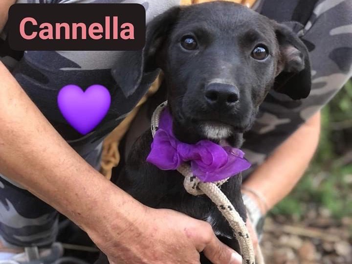 Adotta un cane, taglia media, femmina, Latina