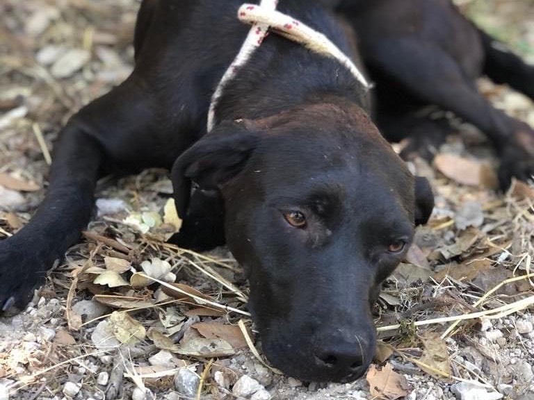 Adozione cane, femmina, meticcio, 1 anno e 6 mesi , taglia media, Latina