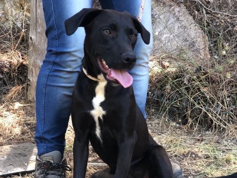Adotta un cane, femmina, 1 anno e 6 mesi , Latina