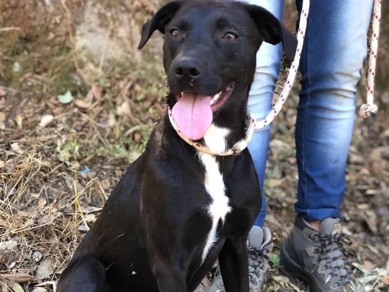 Adotta un cane, taglia media, femmina, Latina