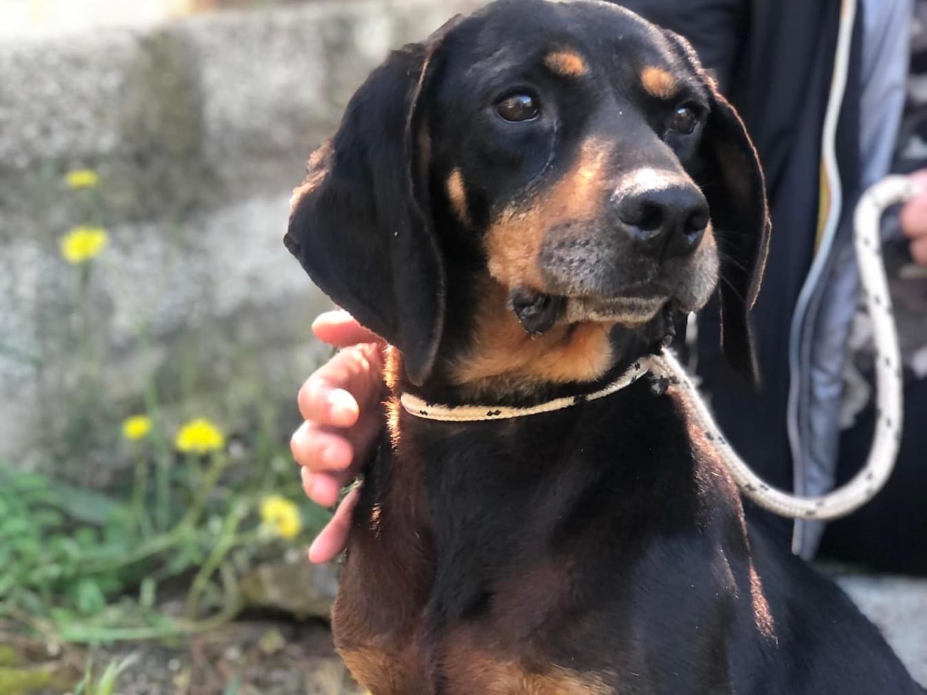 Adotta un cane, maschio, 7 anni e 1 mese, Latina