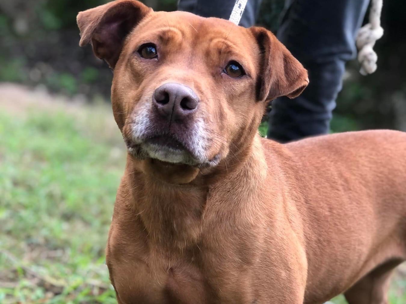 Adotta un cane, femmina, 2 anni  e 10 mesi , Latina