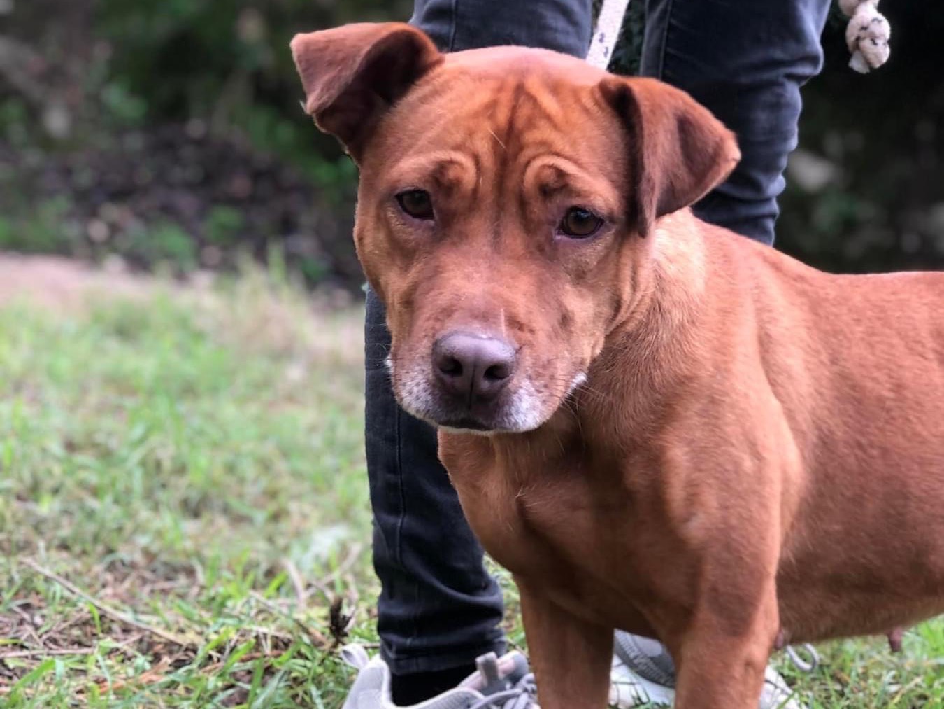 Adotta un cane, taglia media, femmina, Latina