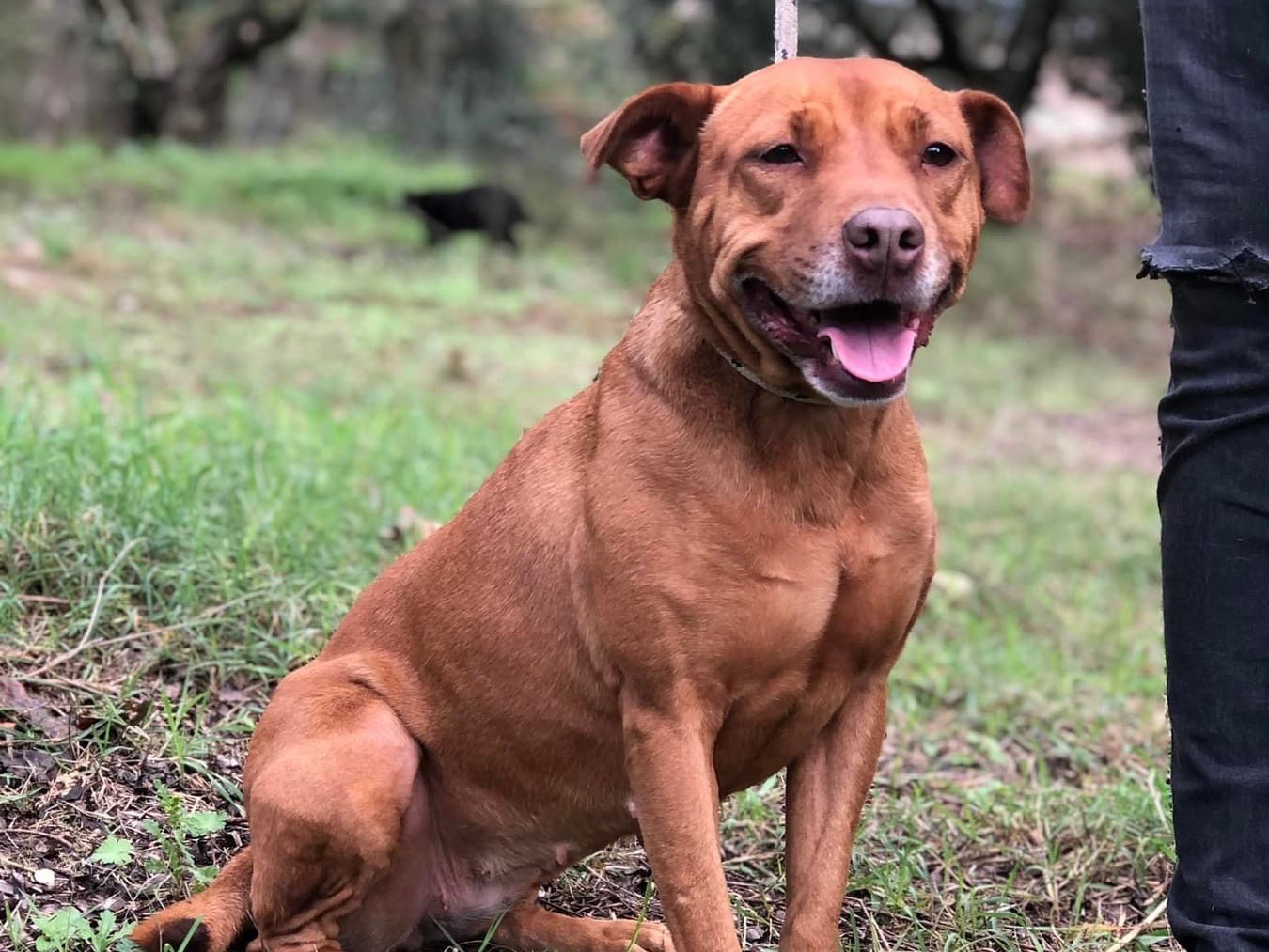 Vuoi adottare un cane a Latina?