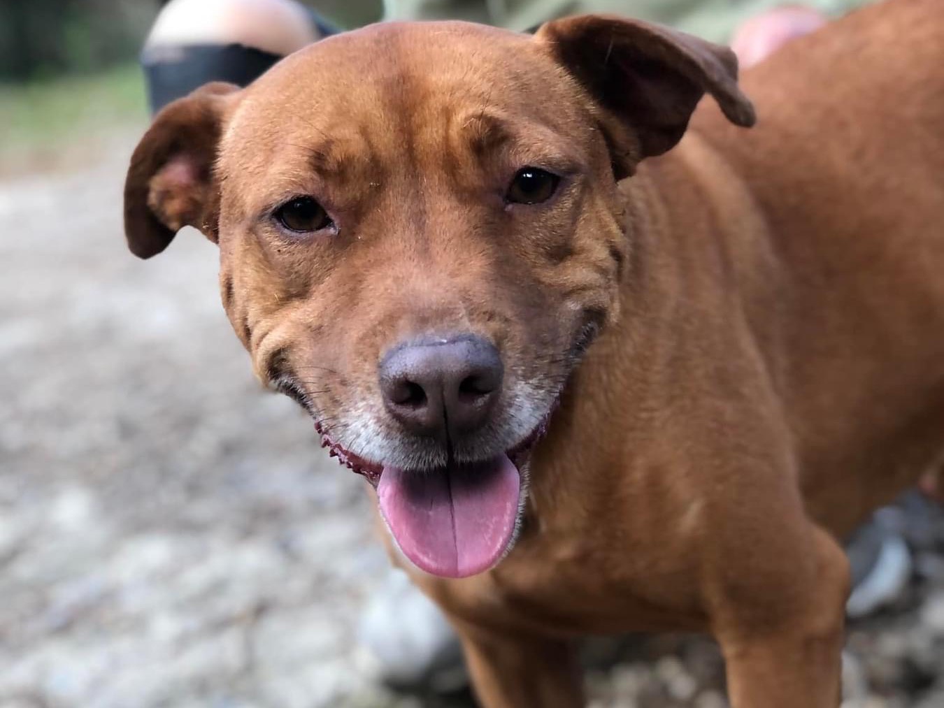Adotta il cane Aurora a Latina