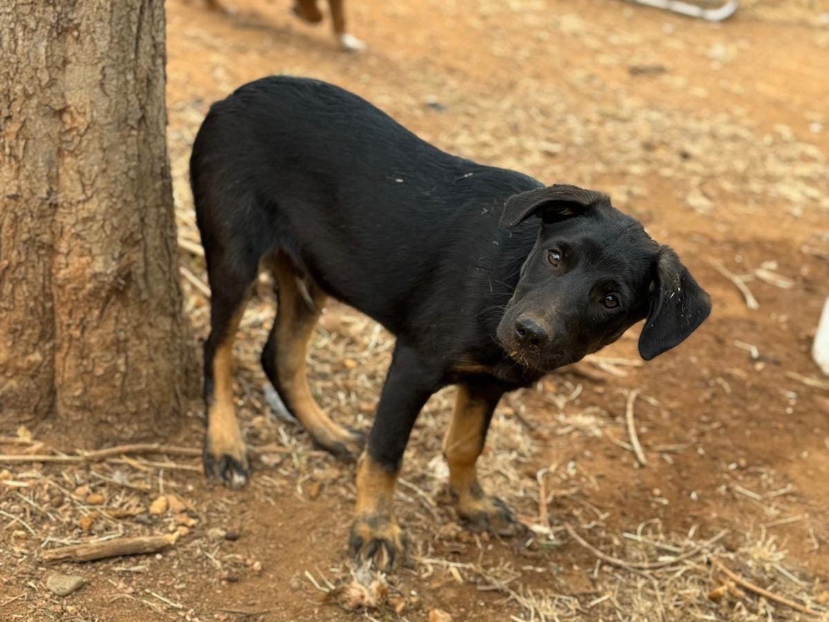 Foto dell'animale