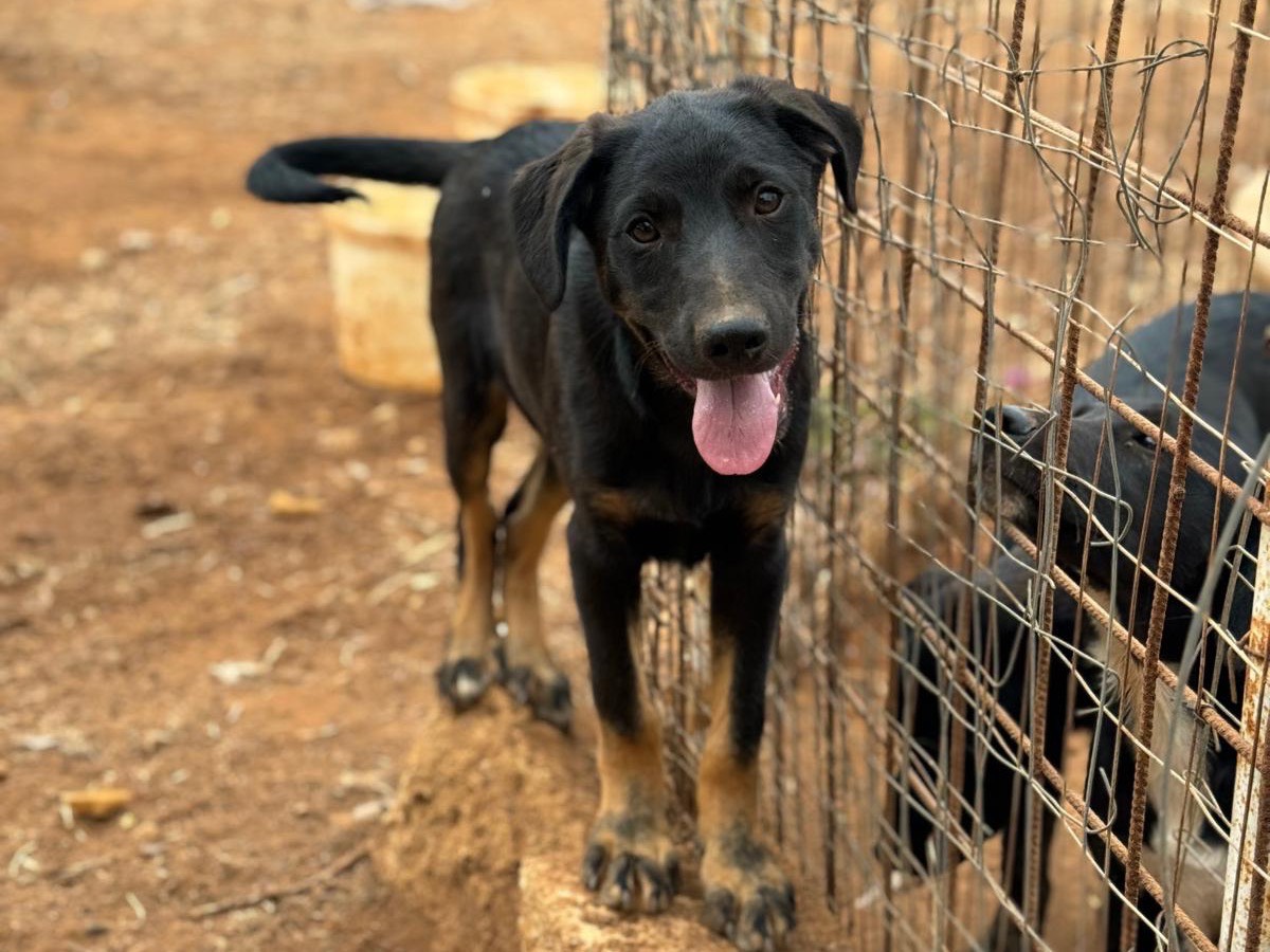 Adotta un cane, maschio, 1 anno e 3 mesi , Trapani