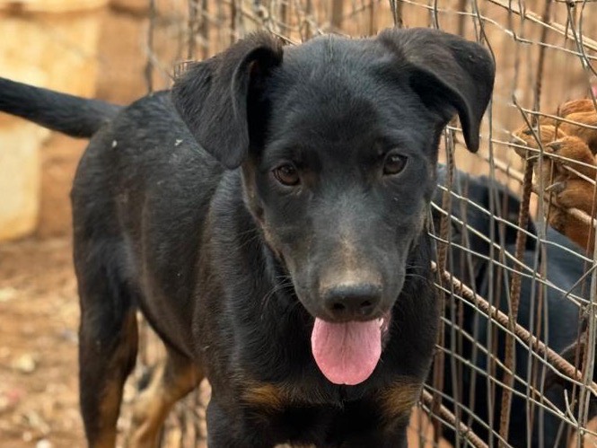 Adotta un cane, taglia media, maschio, Trapani