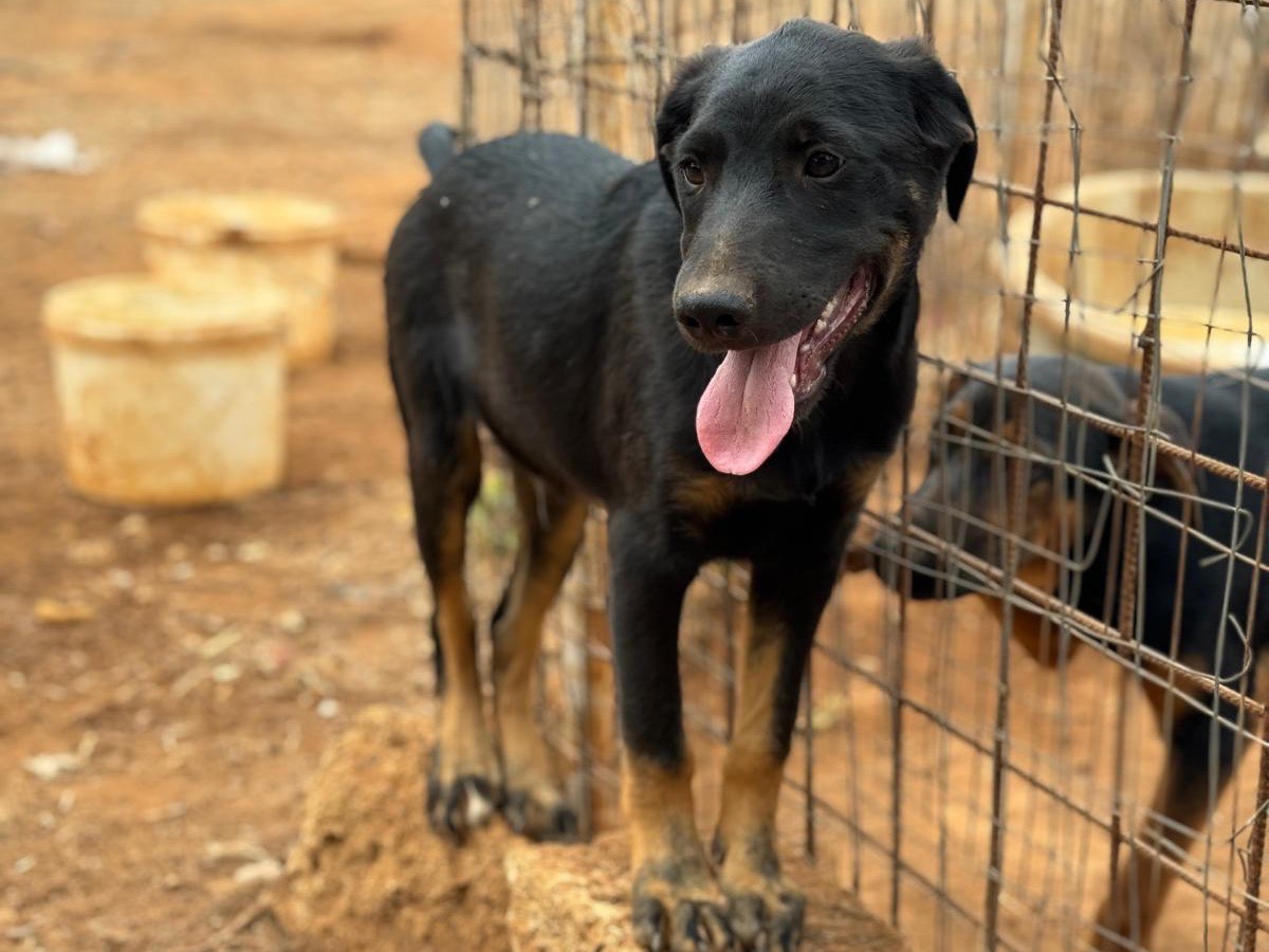 Vuoi adottare un cane a Trapani?