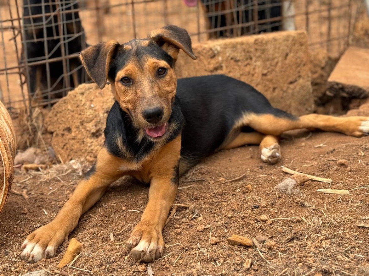 Vuoi adottare un cane a Trapani?