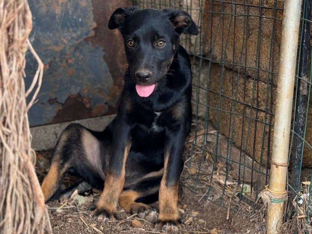 Foto dell'animale