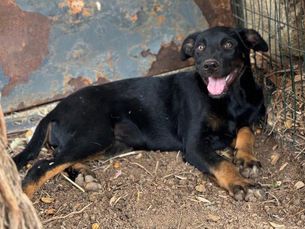 Adotta un cane, taglia grande, femmina, Trapani