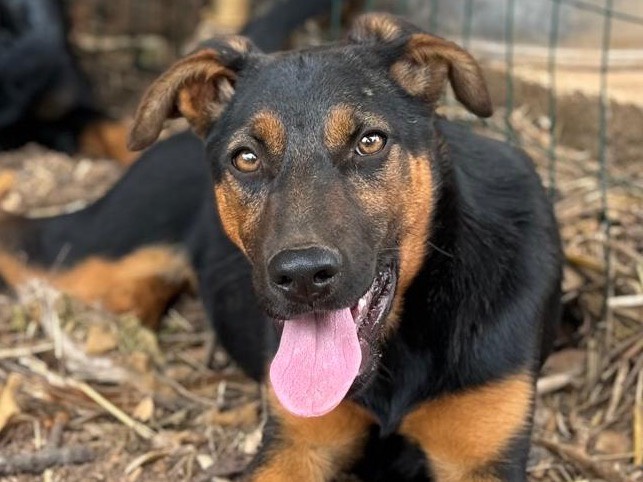 Adotta un cane, femmina, 1 anno e 3 mesi , Trapani