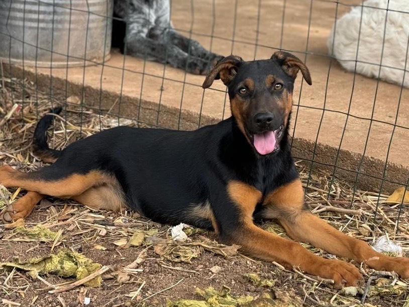 Adotta un cane, taglia media, femmina, Trapani