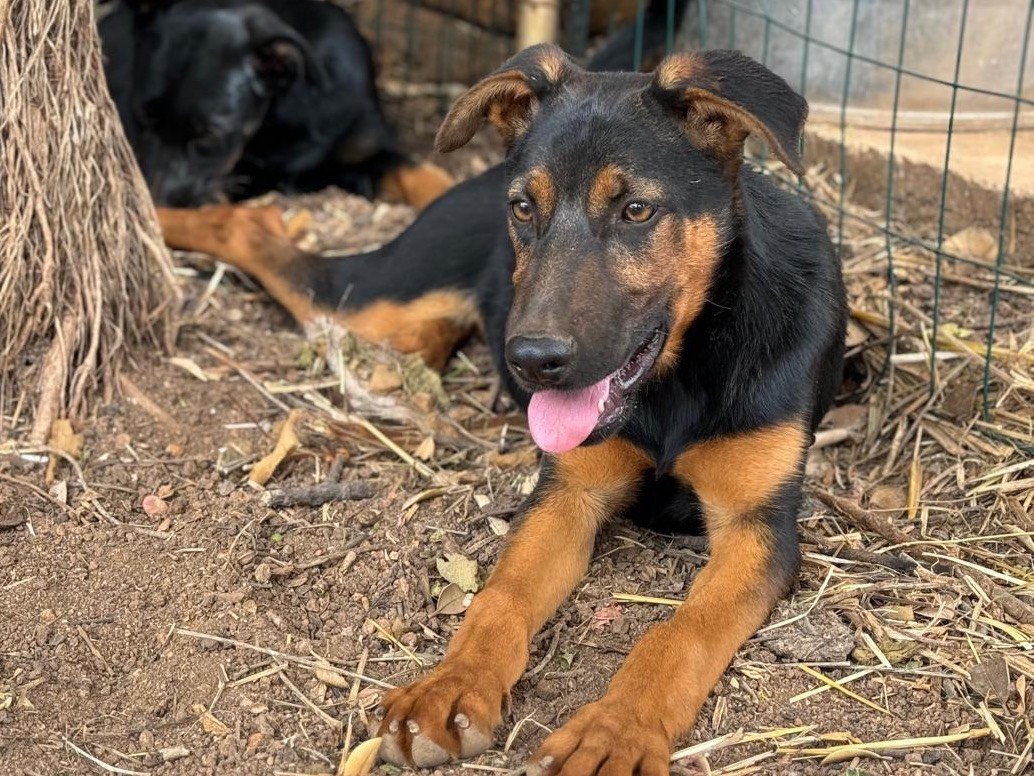 Vuoi adottare un cane a Trapani?