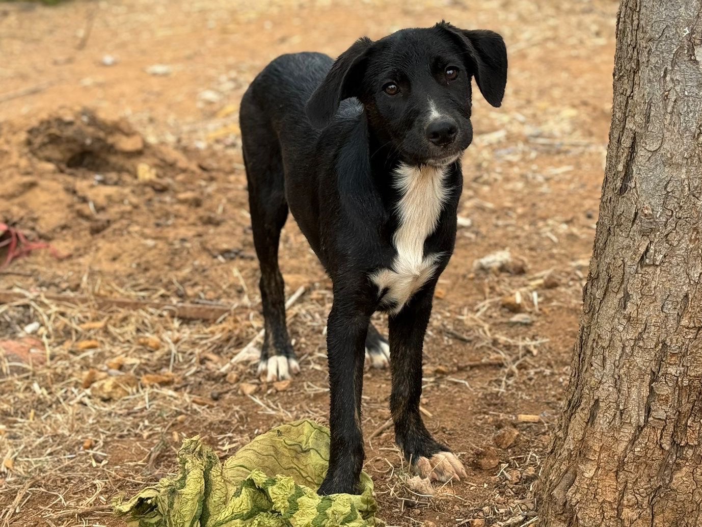 Adotta un cane, femmina, 8 mesi, Trapani