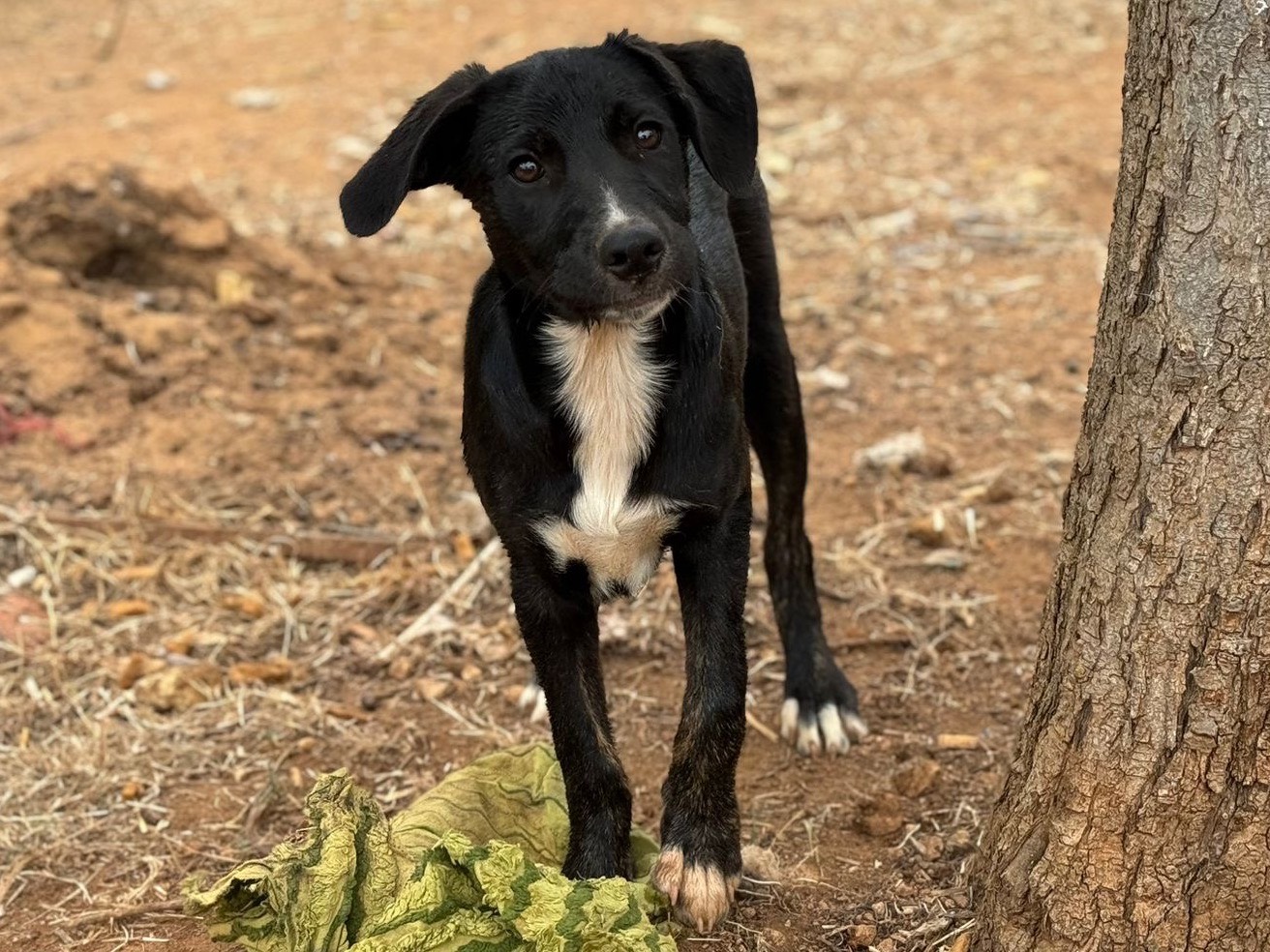 Adotta un cane, taglia media, femmina, Trapani