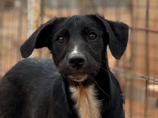 Vuoi adottare un cane a Trapani?