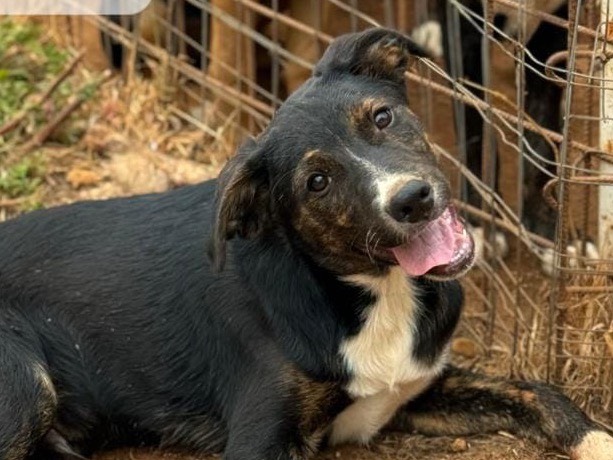 Adozione cane, maschio, meticcio, 1 anno e 1 mese, taglia media, Trapani