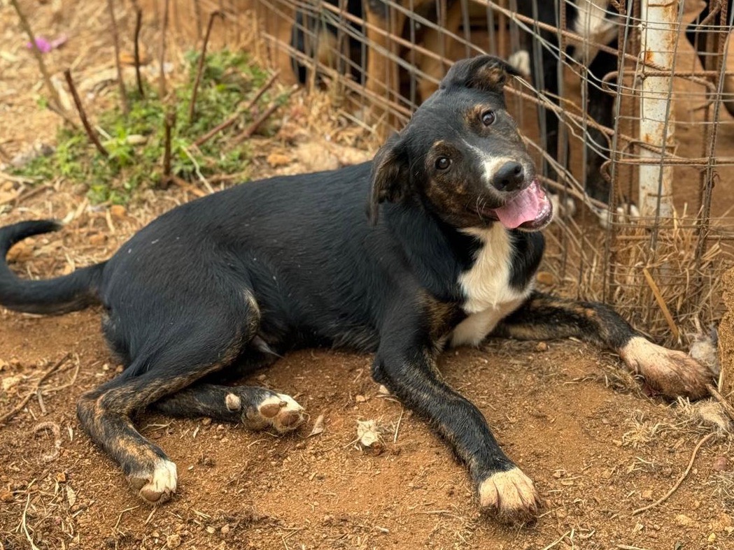 Adotta un cane, maschio, 1 anno e 1 mese, Trapani