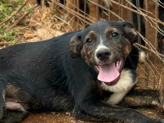 Adotta un cane, taglia media, maschio, Trapani