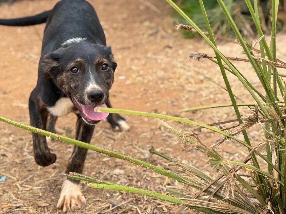 Vuoi adottare un cane a Trapani?