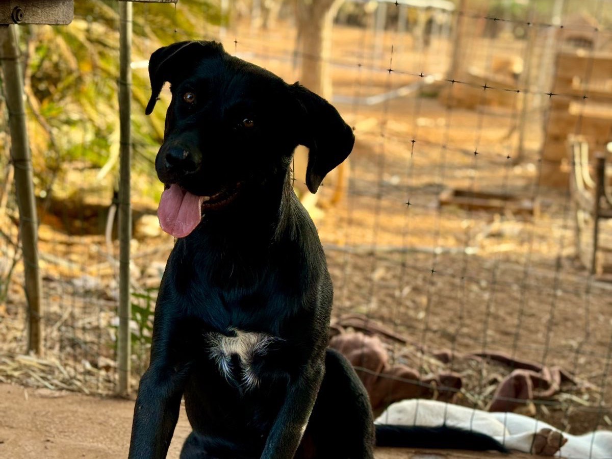 Adotta un cane, femmina, 1 anno e 8 mesi , Trapani