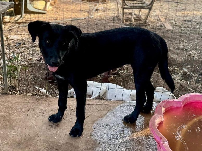 Adotta un cane, taglia media, femmina, Trapani