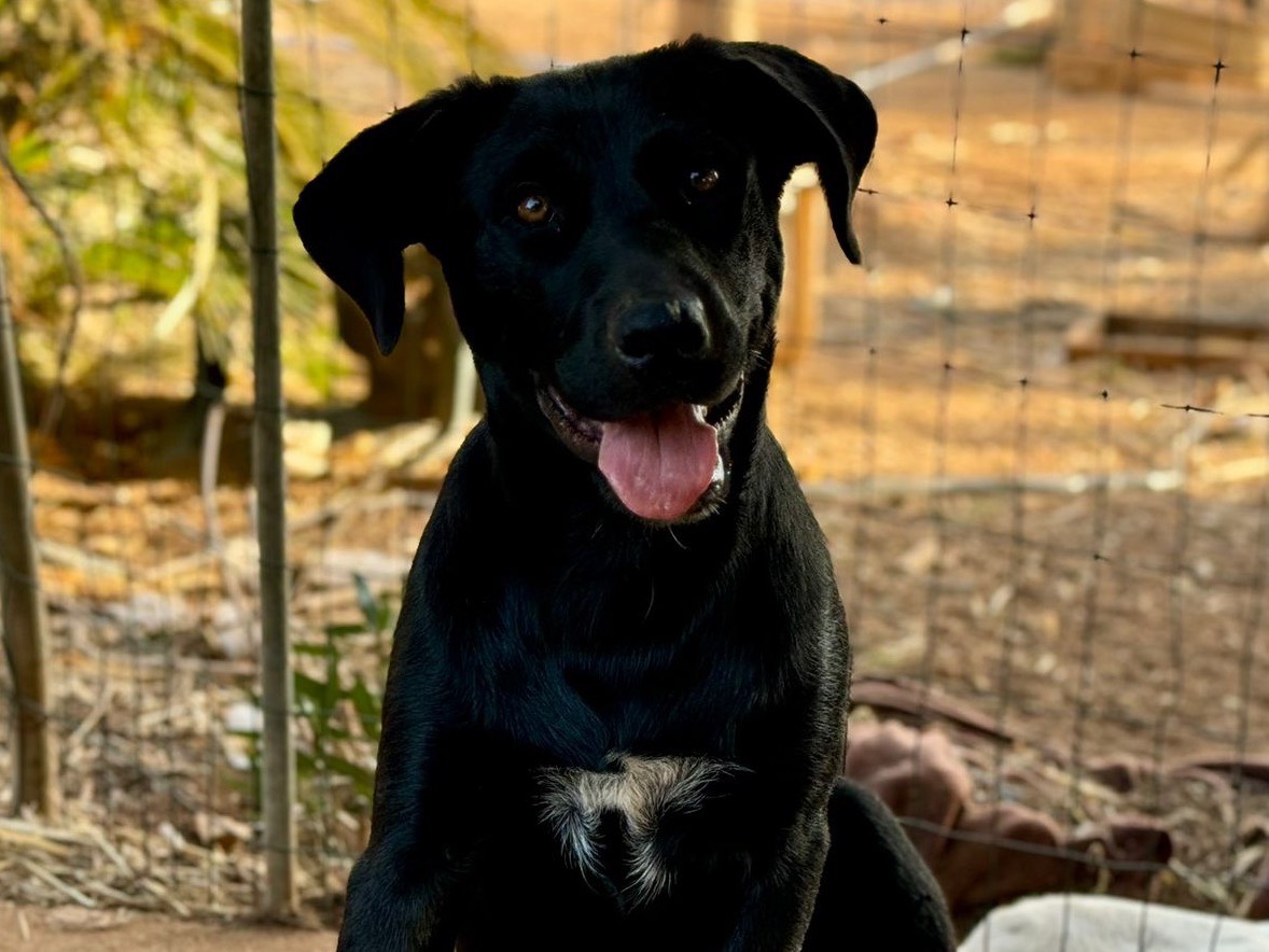 Vuoi adottare un cane a Trapani?