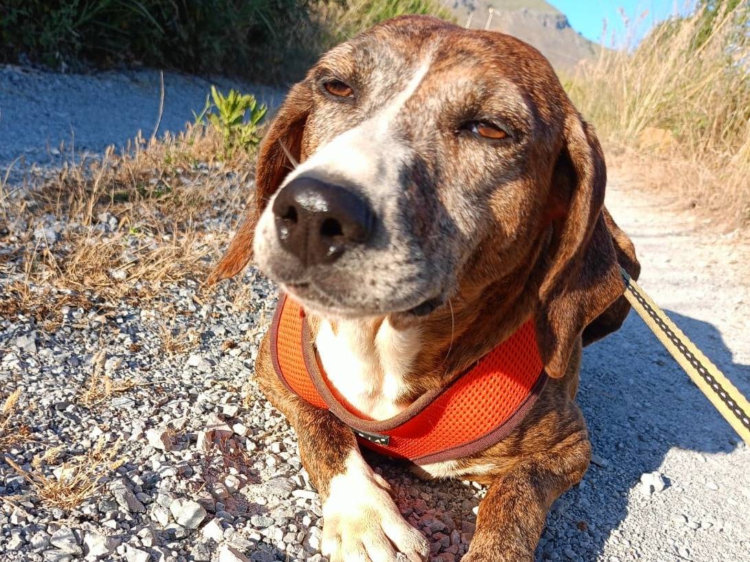 Vuoi adottare un cane a Cosenza?