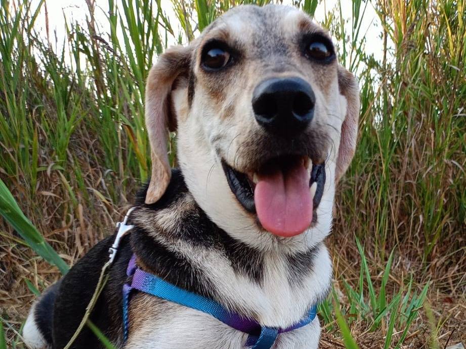 Adotta un cane, maschio, 1 anno e 5 mesi , Cosenza
